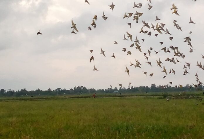 How Kano Rice Farmers brace for bird invasion